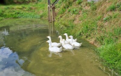 Derzeit haben wir keine Gänse