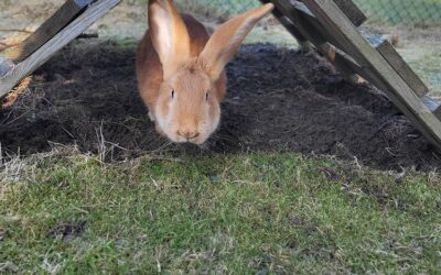 Unser Gustav